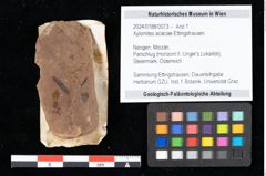 Foto (Objekt + Etikett) von Xylomites acaciae Ettingshausen (NHMW-GEO-2024-0188-0073)